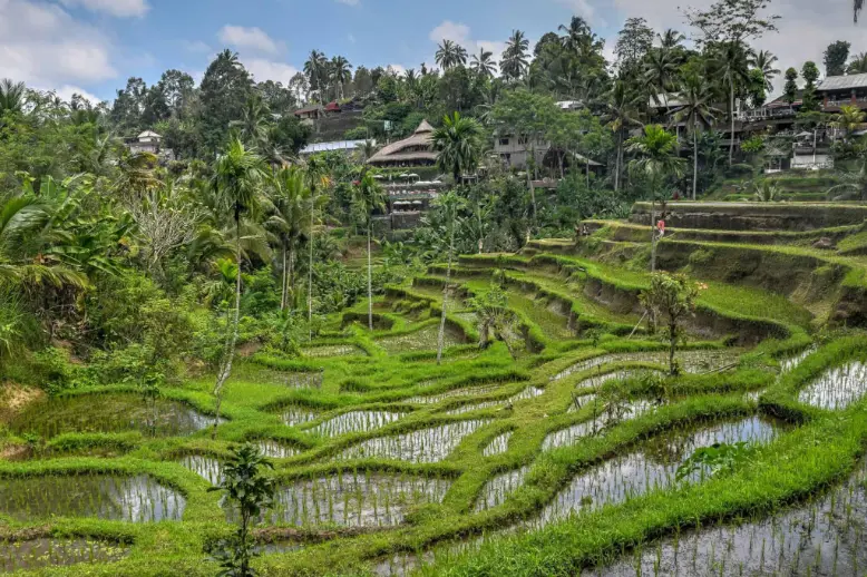 Ubud, Tegalalang & Shopping